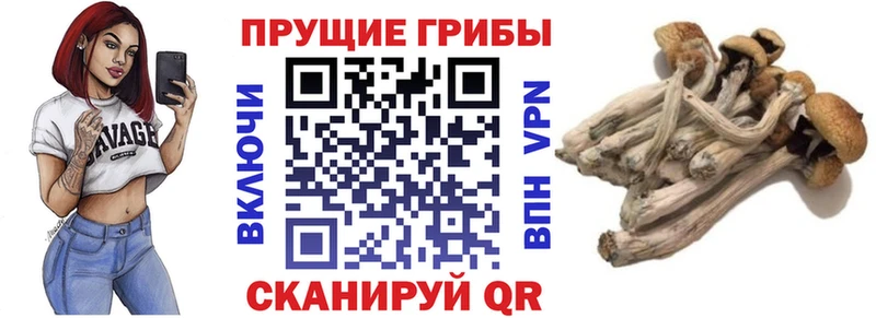 Псилоцибиновые грибы GOLDEN TEACHER  МЕГА как войти  Дербент 